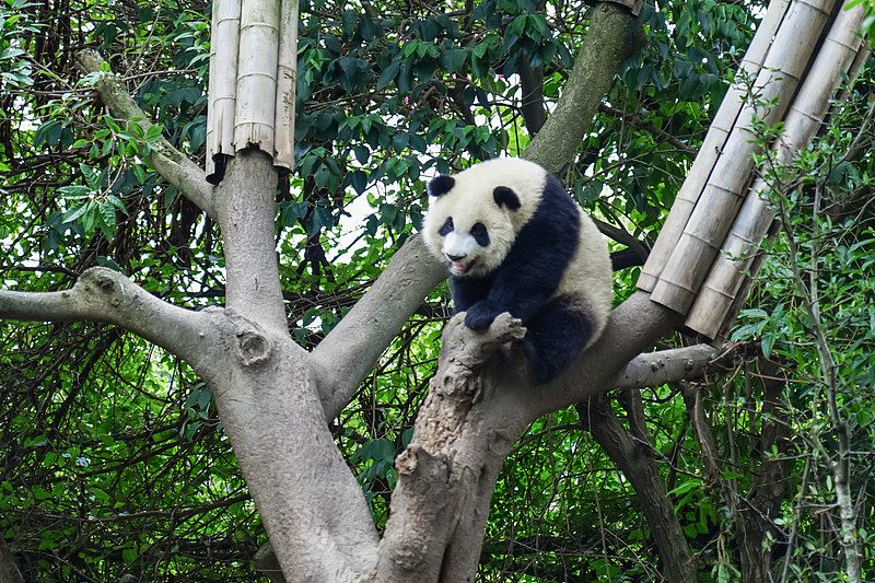 大熊猫 · Giant Panda