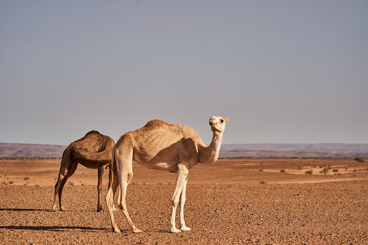 大漠双驼 · Two Camels