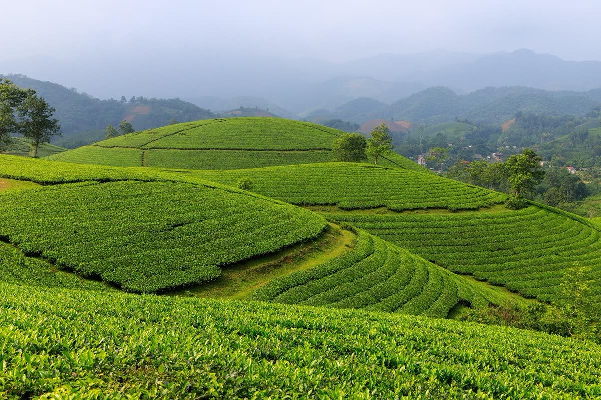 茶山梯田 · Tea Terraces