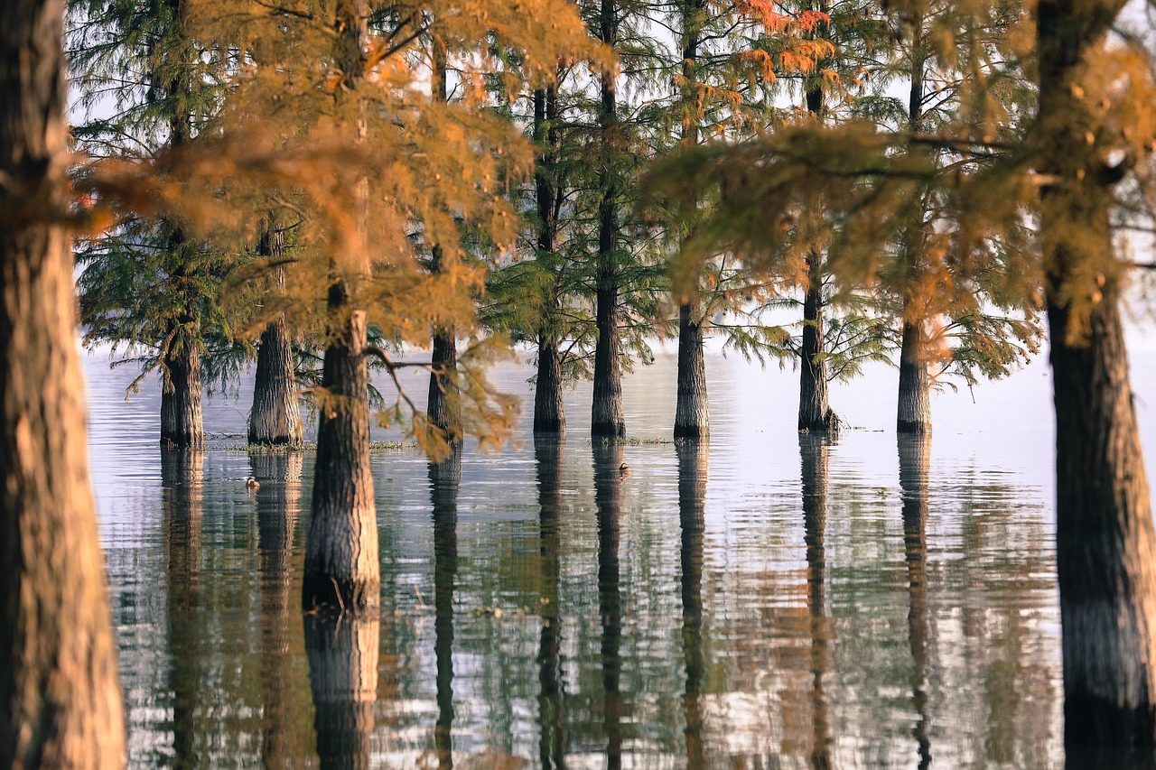 西溪水杉 · Xixi Wetland Cypresses
